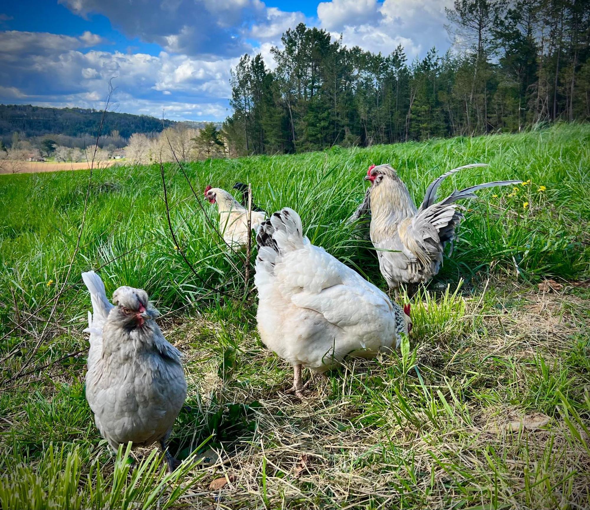 Ferme Gite Le Coeur Des Petits Chenes Saint-Pierre-de-Côle Εξωτερικό φωτογραφία