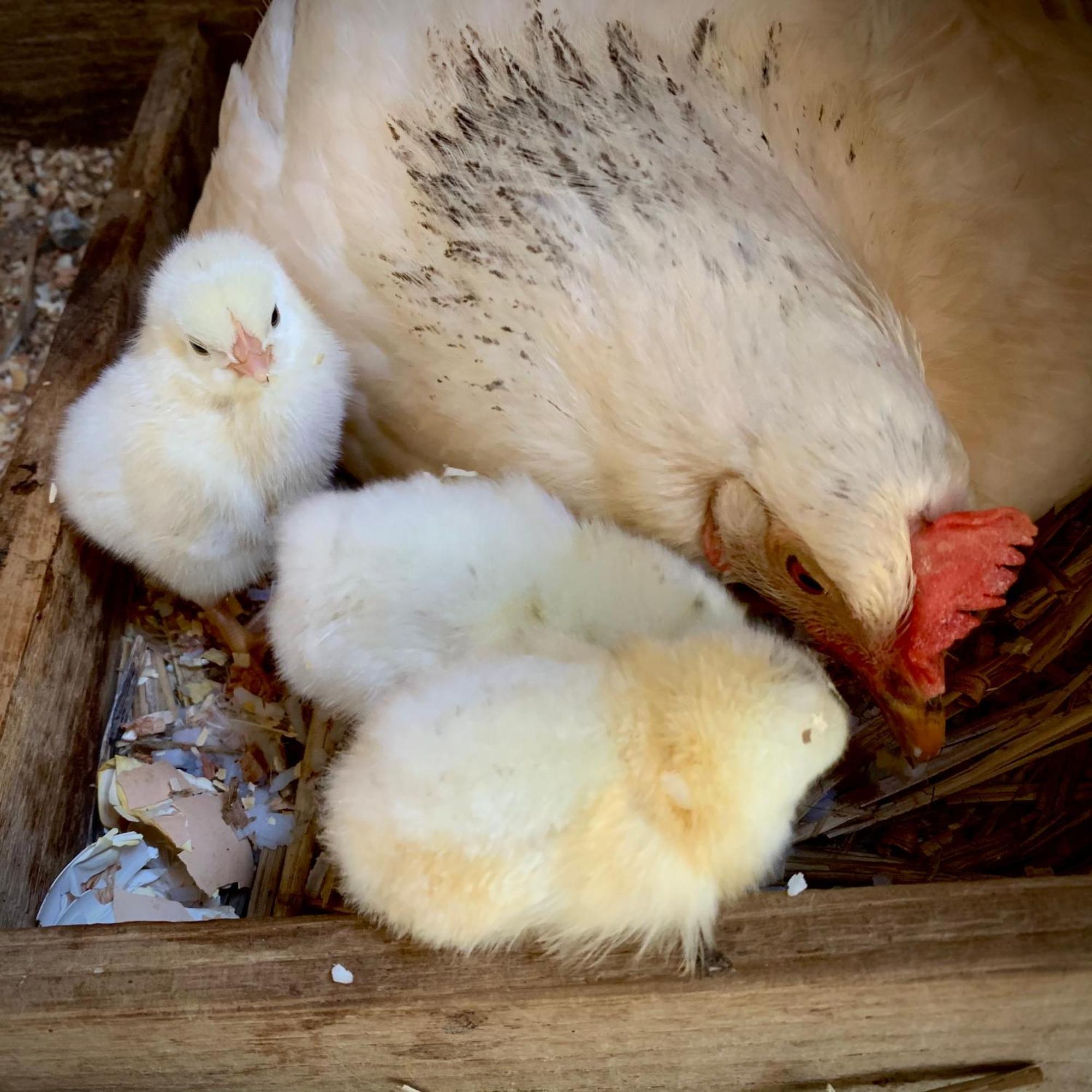 Ferme Gite Le Coeur Des Petits Chenes Saint-Pierre-de-Côle Εξωτερικό φωτογραφία