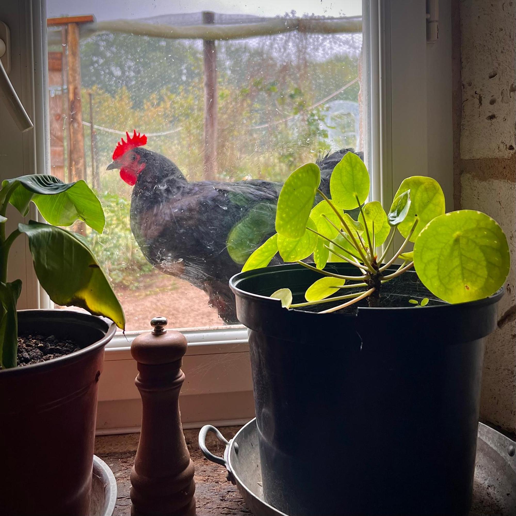 Ferme Gite Le Coeur Des Petits Chenes Saint-Pierre-de-Côle Εξωτερικό φωτογραφία