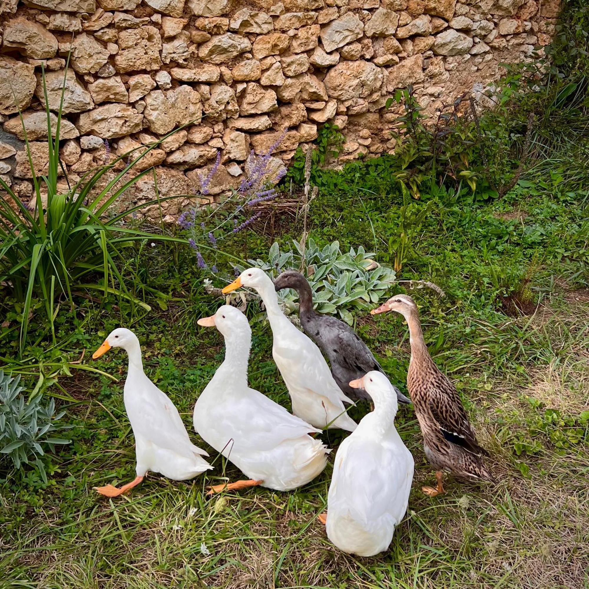 Ferme Gite Le Coeur Des Petits Chenes Saint-Pierre-de-Côle Εξωτερικό φωτογραφία