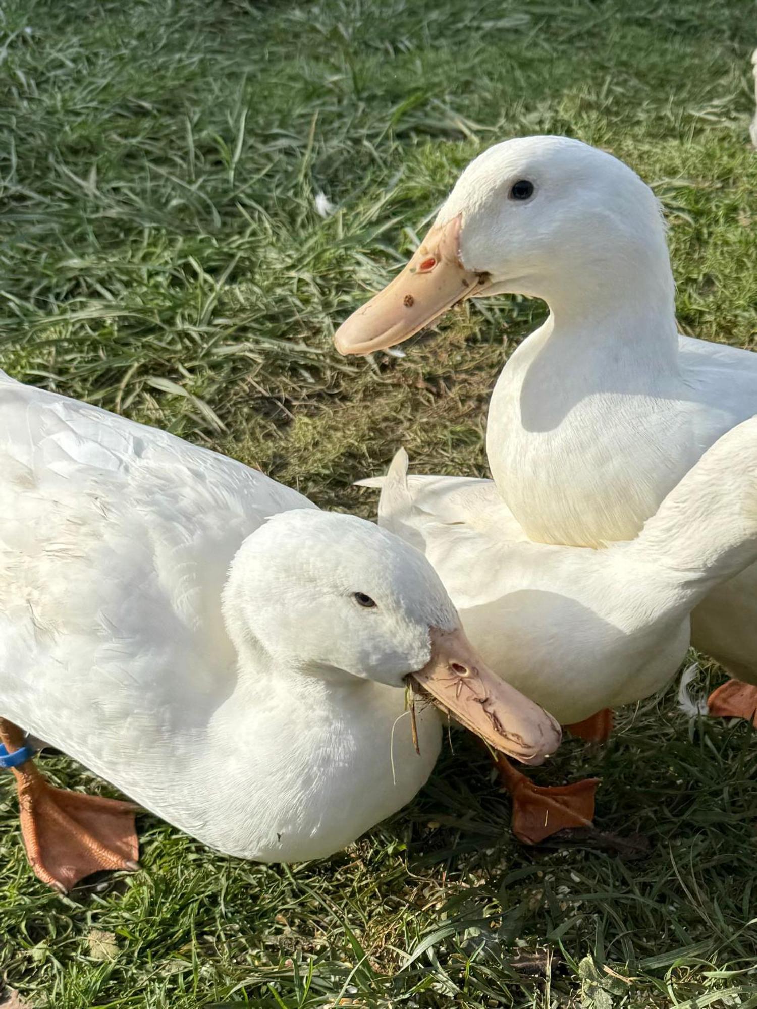Ferme Gite Le Coeur Des Petits Chenes Saint-Pierre-de-Côle Εξωτερικό φωτογραφία