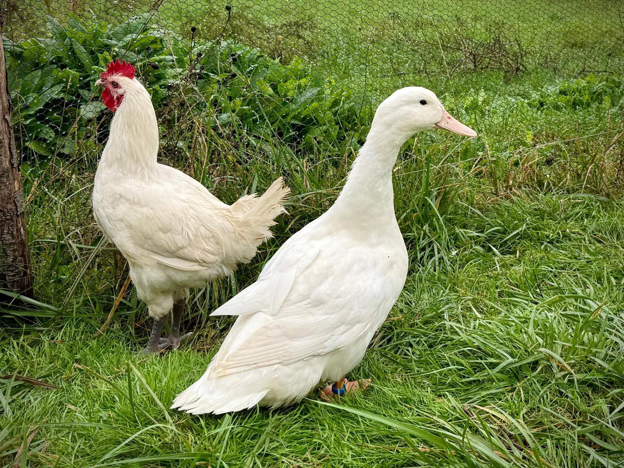 Ferme Gite Le Coeur Des Petits Chenes Saint-Pierre-de-Côle Εξωτερικό φωτογραφία